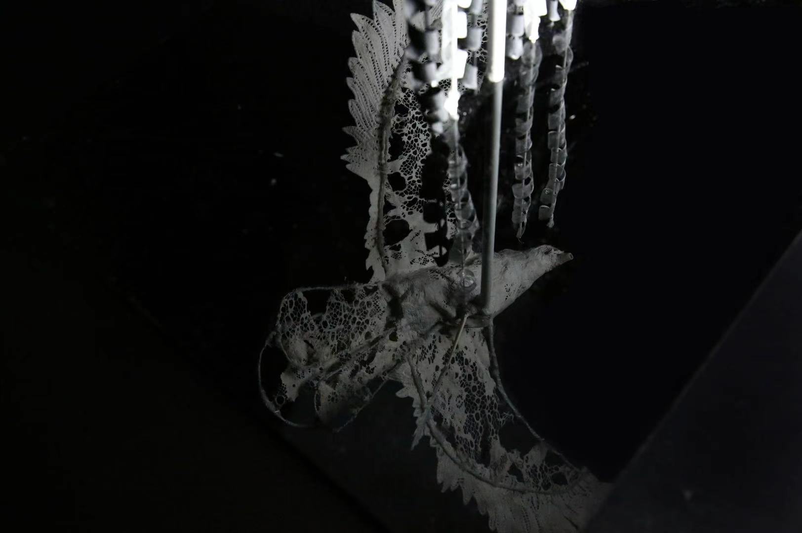 Satin bird——2025新西兰最佳设计师优秀作品