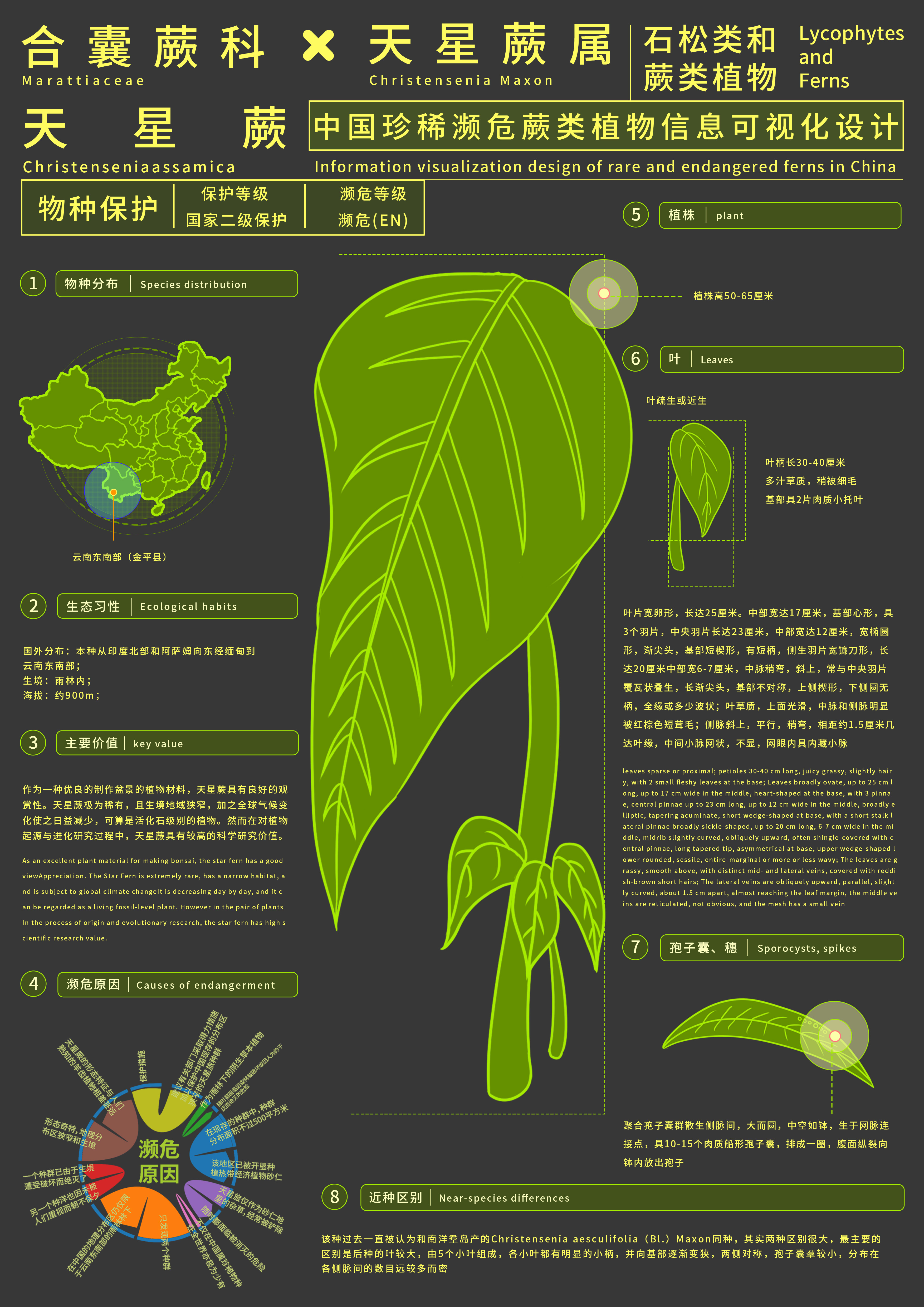 蕨脉图鉴——2025新西兰最佳设计师优秀作品
