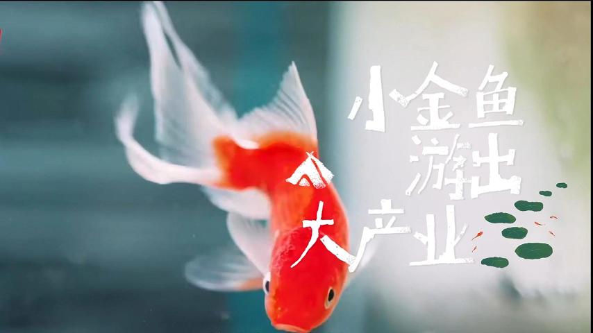 《小金鱼游出大产业》——2025两岸数字艺术设计·年度奖优秀作品展-两岸国际艺术设计·年度奖·两岸数字艺术设计大赛